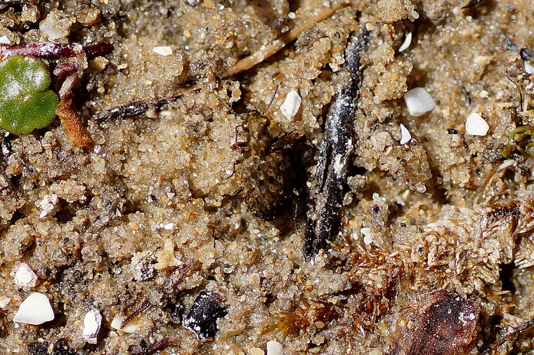 Elaphrus sp
