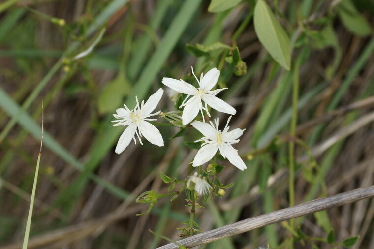 Fleur de Clématite fausse vigne