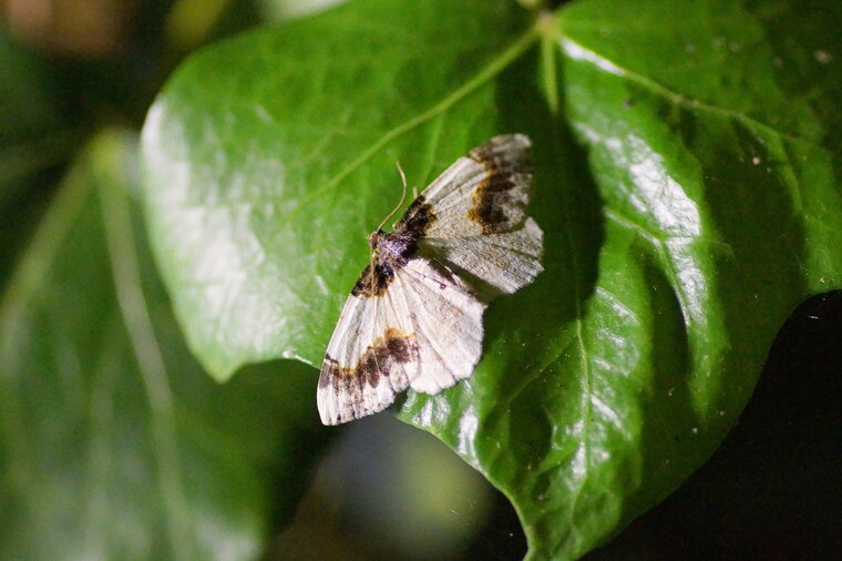 La Phalène du fusain Ligdia adustata
