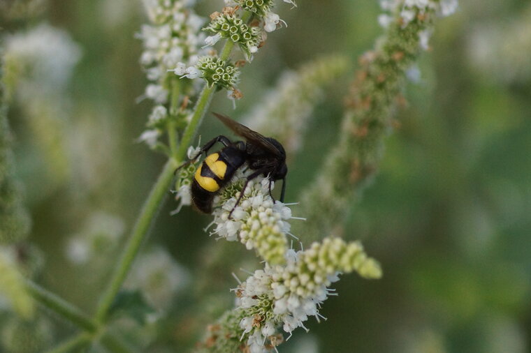 Scolie sp