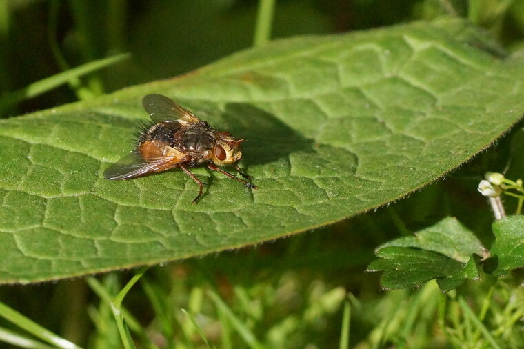Tachina magnicornis parasite des chenilles de Lépidoptères 2