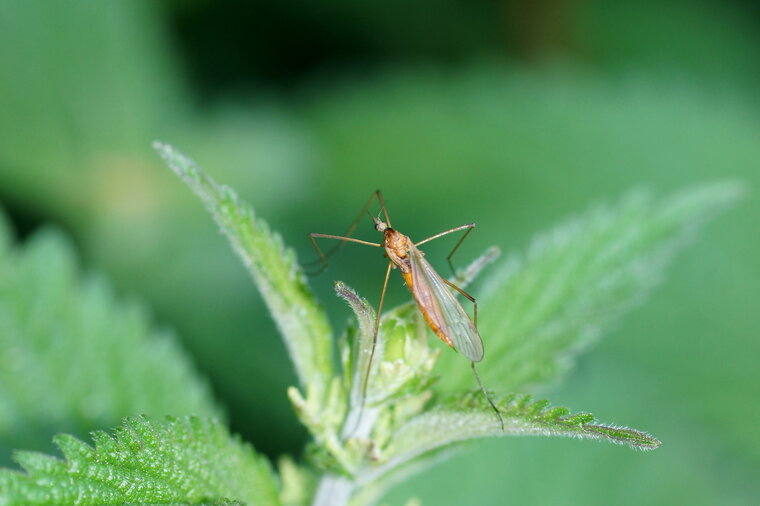 Tipule sp 2