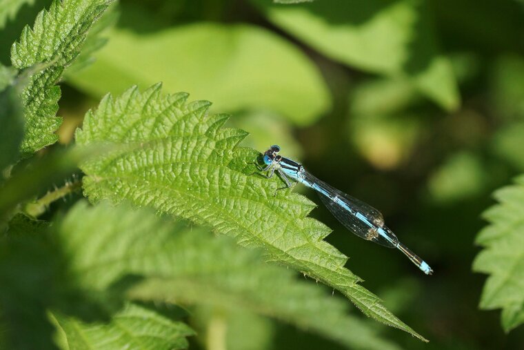 Agrion à larges cercoïdes Erythromma lindenii