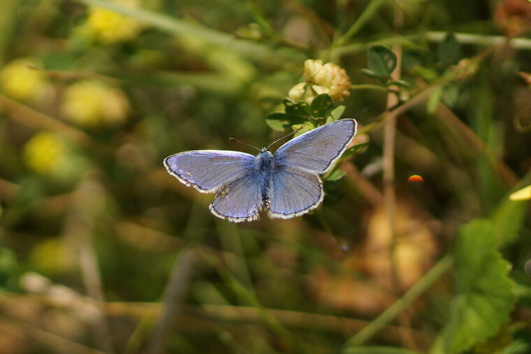 Argus bleu