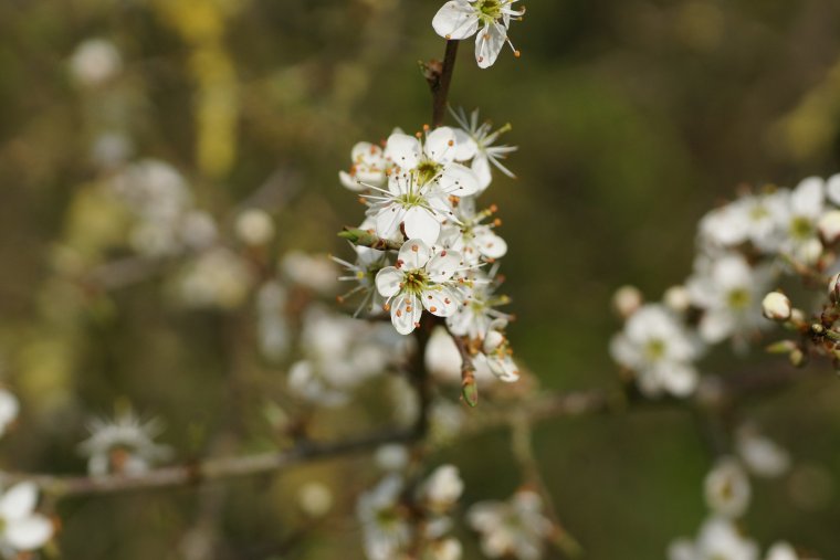 Aubépine