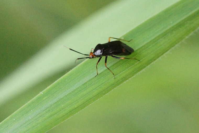 Capsus ater bicolore