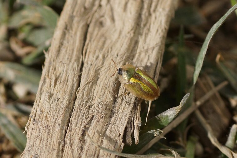 Casside sp