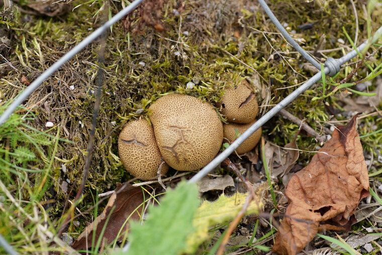 Champignon