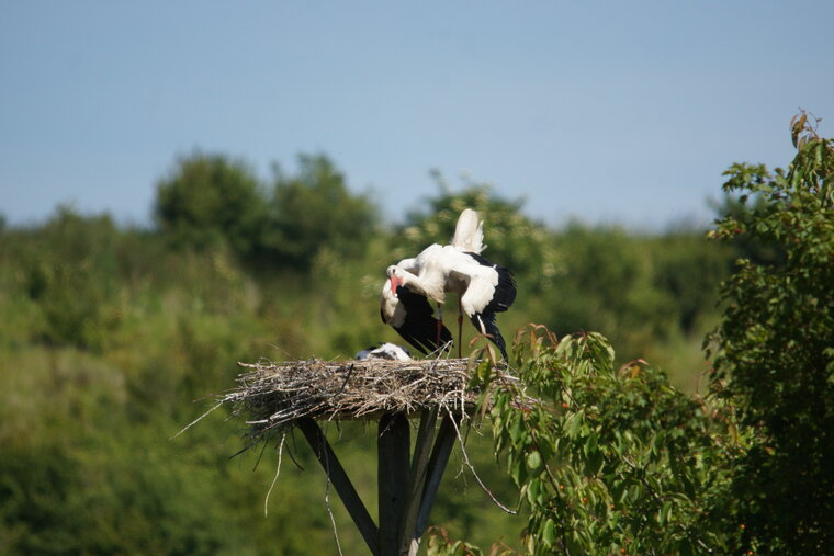 Cigogne blanche