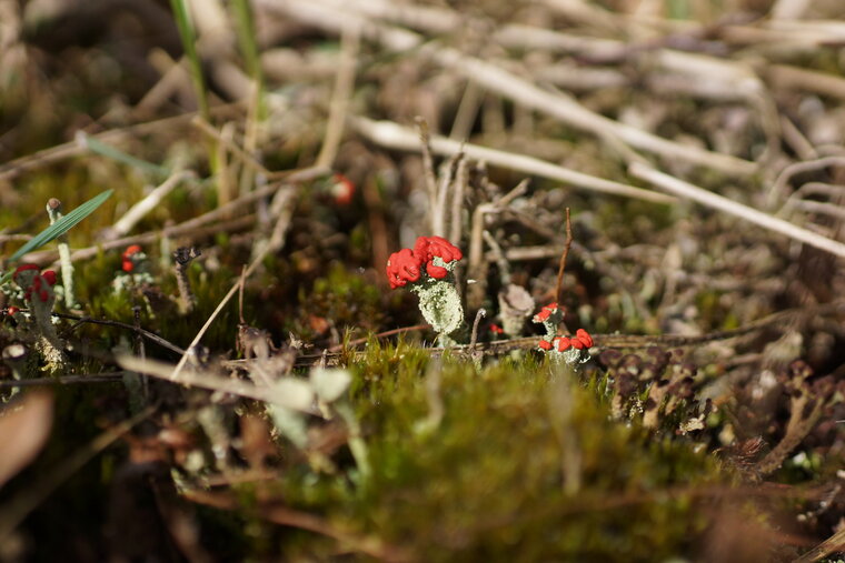 Cladonia sp