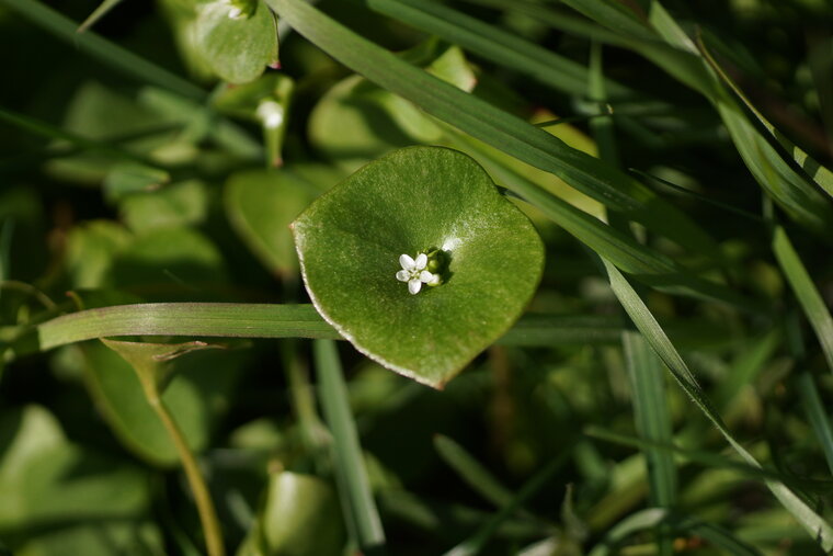 Claytonia sp