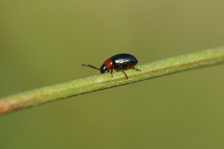 Criocère sp
