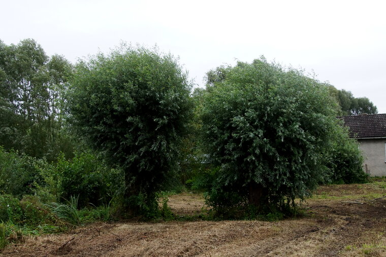 DSC07005