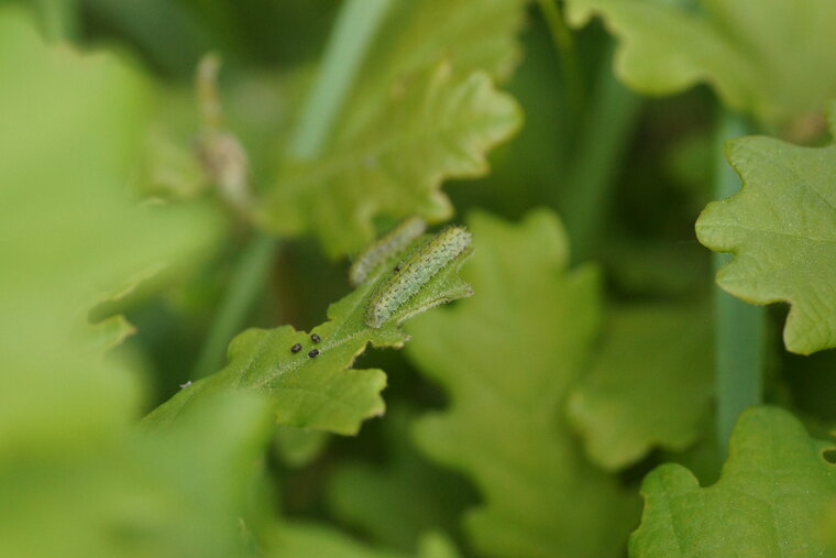 Fausse chenille de Periclista sp Tenthredinidé