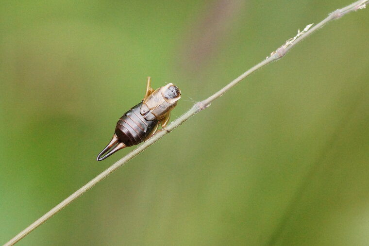 Forficule sp