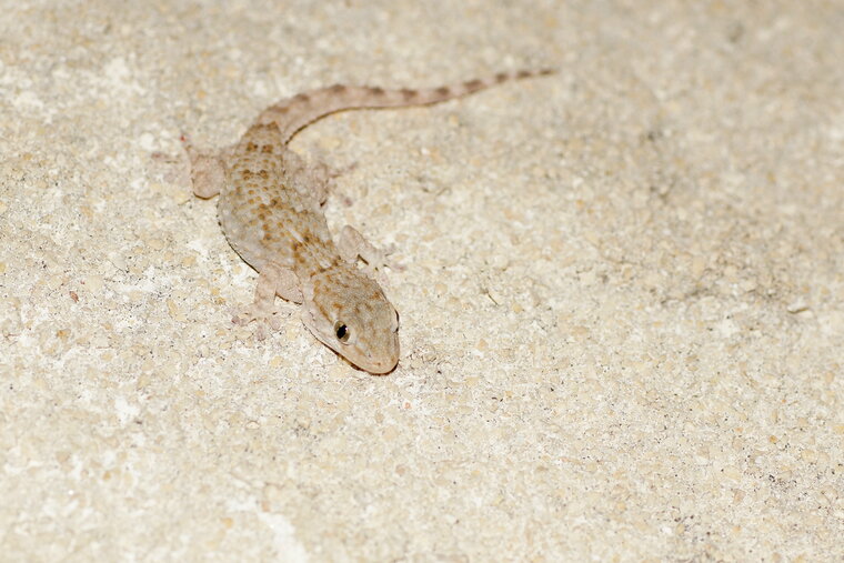 Gecko