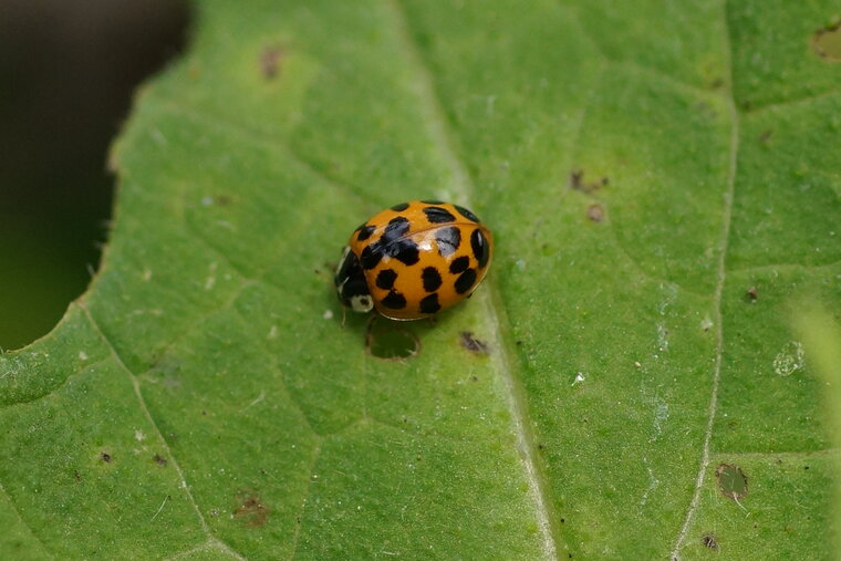 Harmonia axyridis
