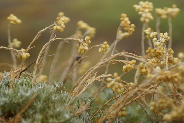 Helichrysum stoechas 2