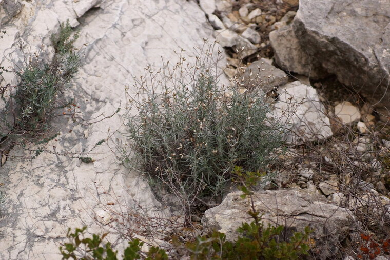 Helycrisum sp sous réserve