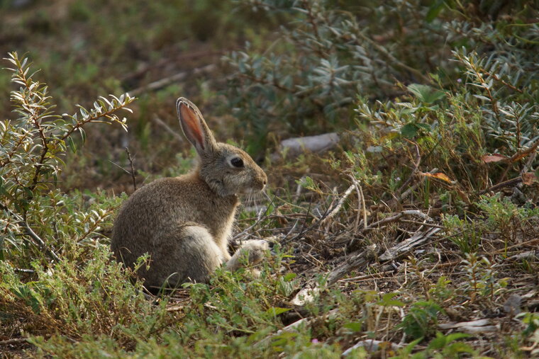 Lapin