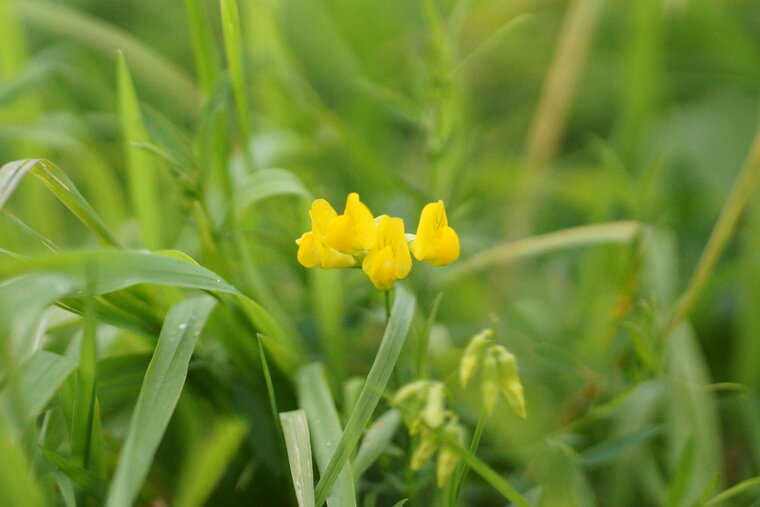 Lotus corniculatus Lotier corniculé Lotier commun