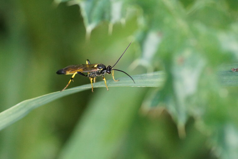 Macrophya sp