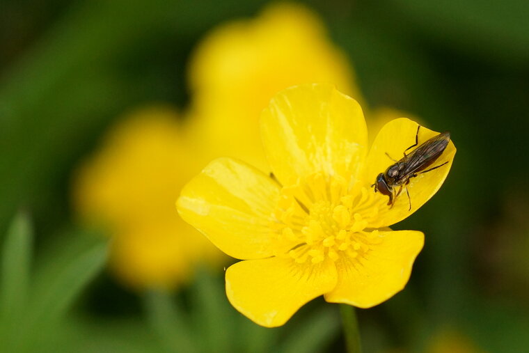 Melanostoma sp sous réserve