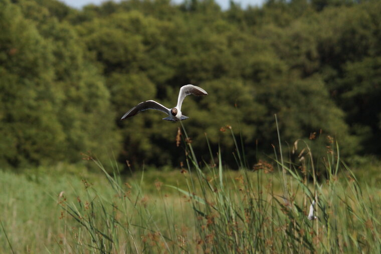 Mouette rieuse