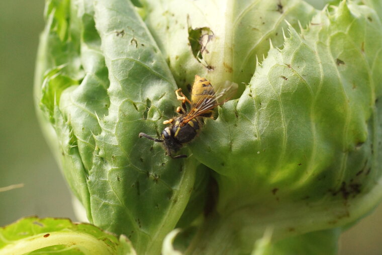 Poliste sp sous réserve