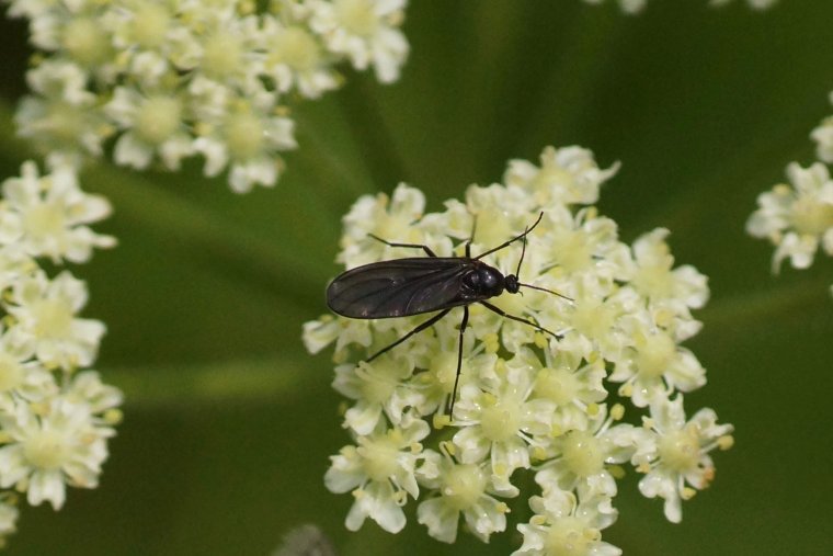 Sciara analis sous réserveDSC08764