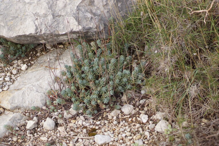 Sedum sp