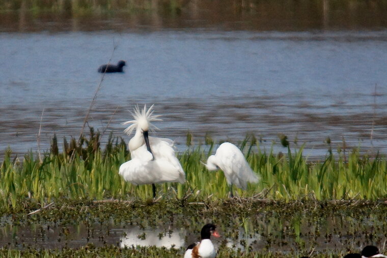 Spatule blanche et Aigrette garzette