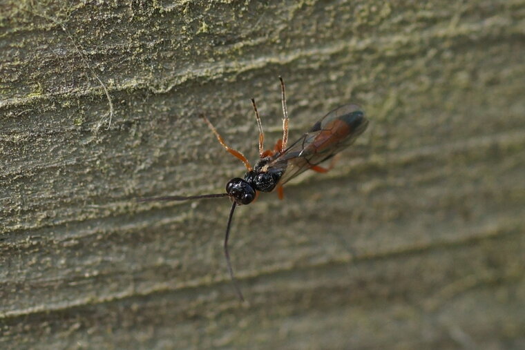 Tentrède sp