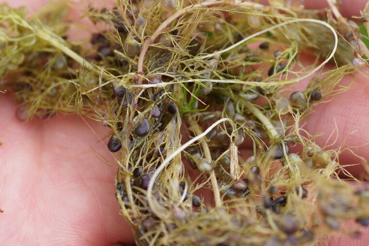 Utricullaire plante carnivore