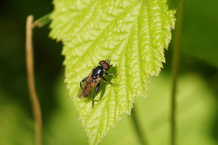 Xylota segnis