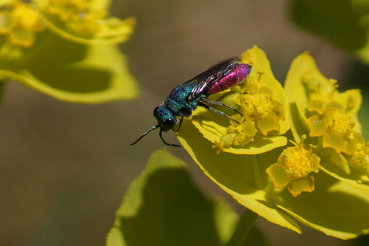 Chryside enflammée Chrysis ignita