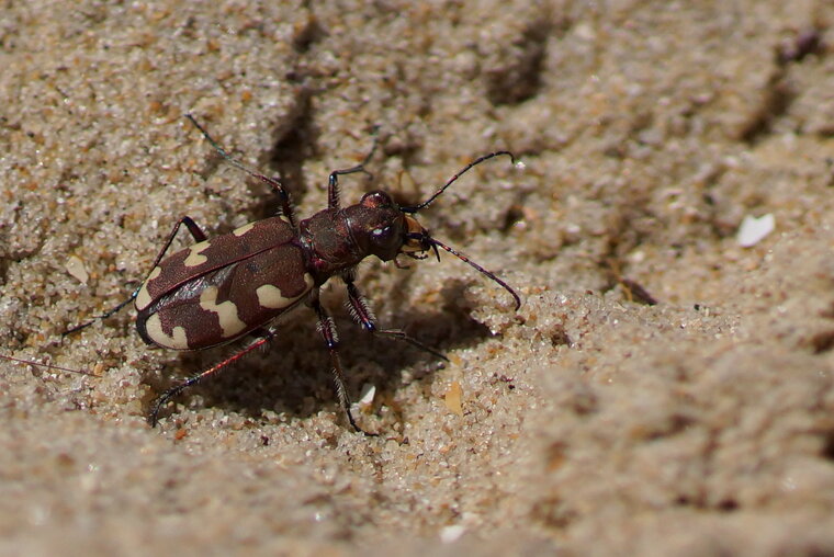 Cicindèle maritime Cicindela maritima