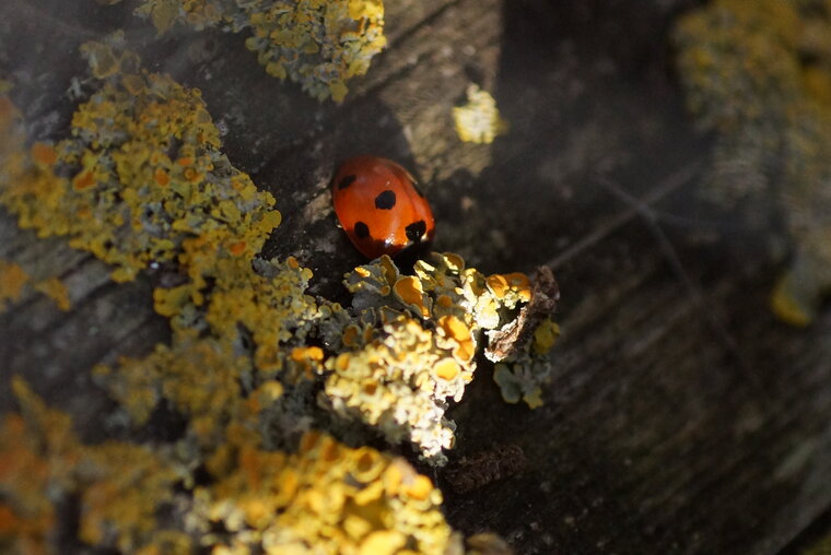 Coccinelle à 7 points et Lichen