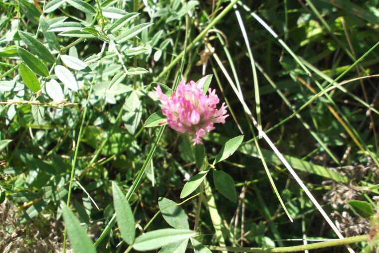 DSCF6043
