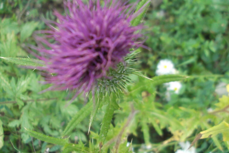 DSCF6134