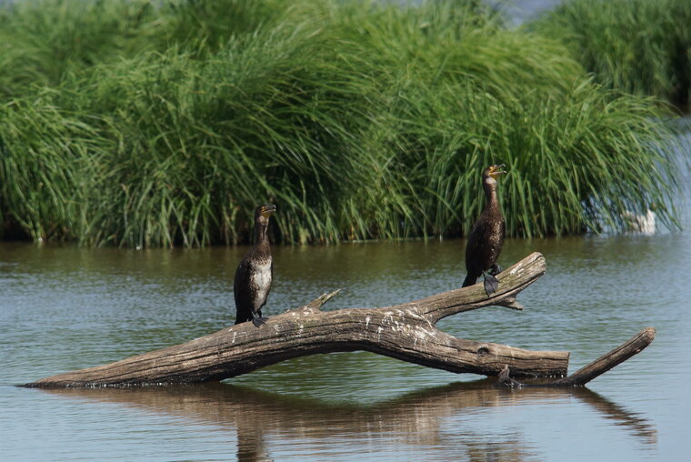 Grand cormoran 2