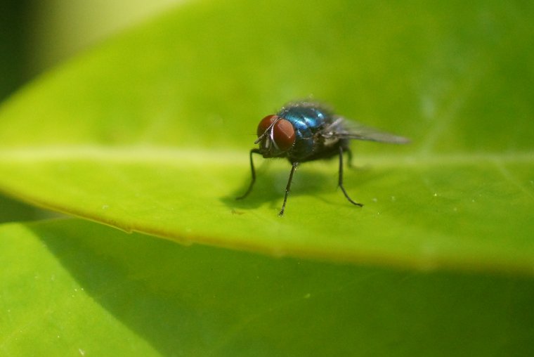 Lucilie sp