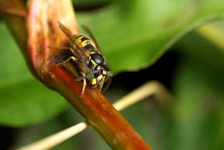 Poliste sp 2