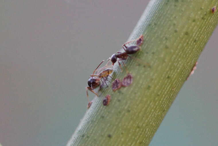 Fourmis prenant soin d un puceron