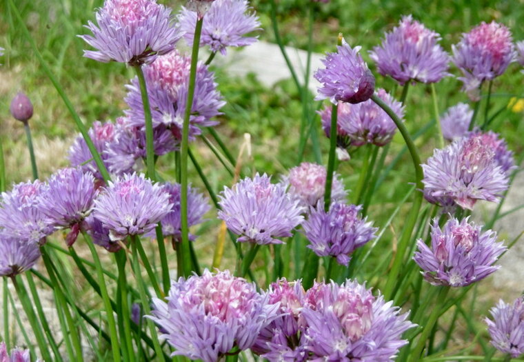 P1150569