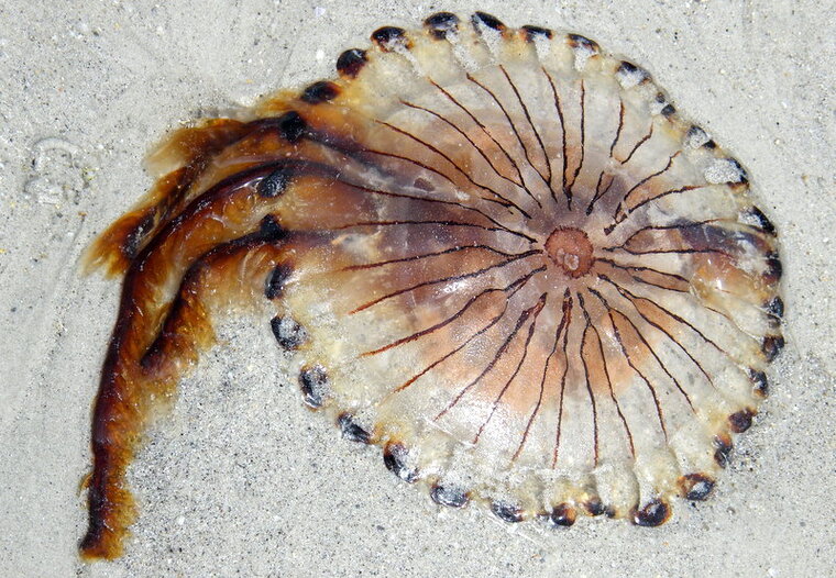 Meduse 5