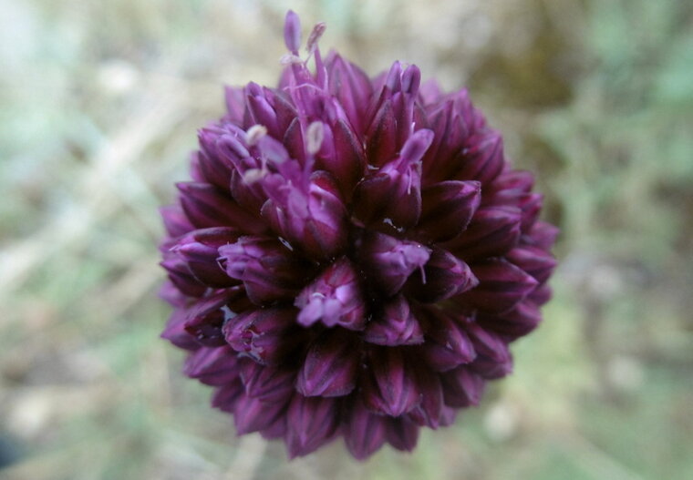 P1130163