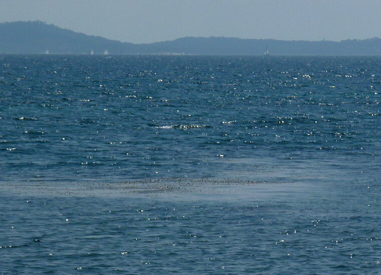 posidonies salins