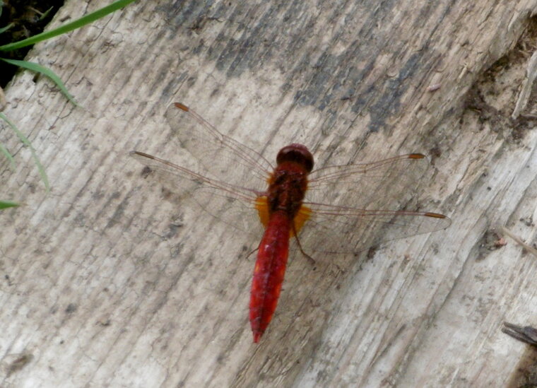 P1100726
