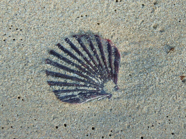 coquille benodet